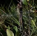 Subarctic Darner