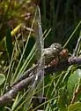 Subarctic Darner - photo 2