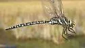 Subarctic Darner - photo 3