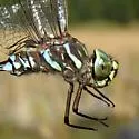 Subarctic Darner - photo 4