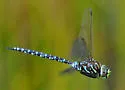 Subarctic Darner - photo 5