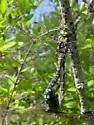 Green-striped Darner - photo 2