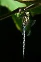 Green-striped Darner - photo 3