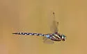 Green-striped Darner - photo 4