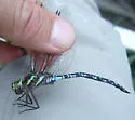 Green-striped Darner - photo 5