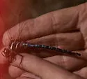 Walker's Darner