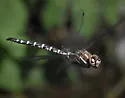 Walker's Darner - photo 2