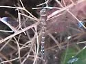 Walker's Darner - photo 3
