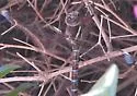 Walker's Darner - photo 4