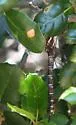 Walker's Darner - photo 5