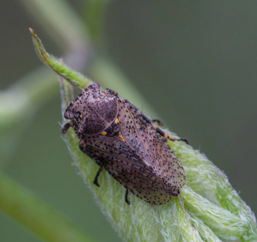 Aetalion minor - photo 2