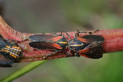 Aetalion pictum