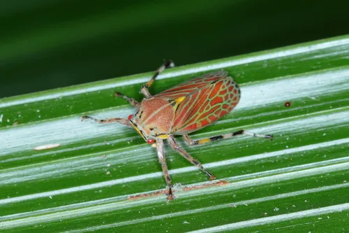 Aetalion reticulatum