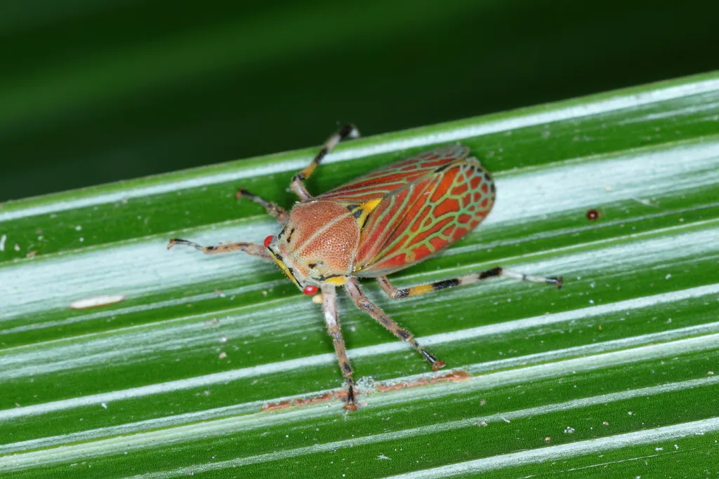 Aetalion reticulatum - photo 2