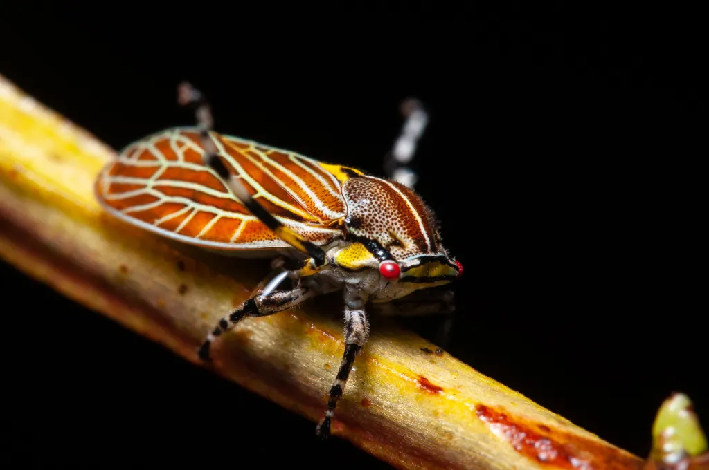 Aetalionid Treehoppers - photo 3
