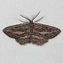 Aethaloida packardaria - Hodges#6774