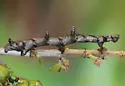 Aethaloida packardaria - Hodges#6774 - photo 3