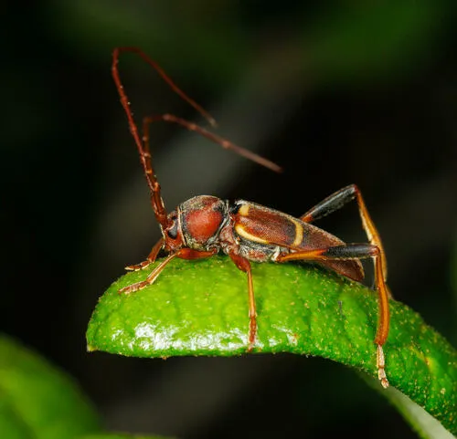 Horn's Aethecerinus Long-Horned Beetle - photo 2