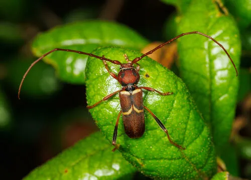 Horn's Aethecerinus Long-Horned Beetle - photo 3