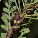Aethecerinus latecinctus - photo 3