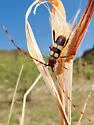 Aethecerinus latecinctus - photo 4