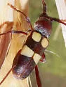 Aethecerinus latecinctus - photo 5