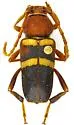 Aethecerinus wilsonii