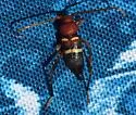 Aethecerinus wilsonii - photo 2