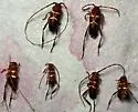 Aethecerinus wilsonii - photo 3