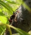 Aethecerinus wilsonii - photo 4