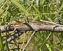 Aethecerinus wilsonii - photo 5
