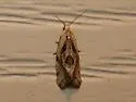 Angular Aethes - Hodges#3807 - photo 2