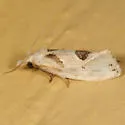Aethes angustana - Hodges#3754.1