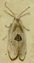Aethes angustana - Hodges#3754.1 - photo 2