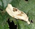 Aethes angustana - Hodges#3754.1 - photo 5