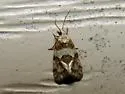 Silver-bordered Aethes - Hodges#3754.2