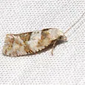 Silver-bordered Aethes - Hodges#3754.2 - photo 2