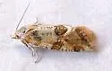 Silver-bordered Aethes - Hodges#3754.2 - photo 3