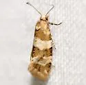 Silver-bordered Aethes - Hodges#3754.2 - photo 4