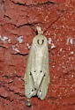 Two-spotted Aethes - Hodges#3754.3