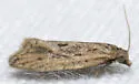 Two-spotted Aethes - Hodges#3754.3 - photo 4