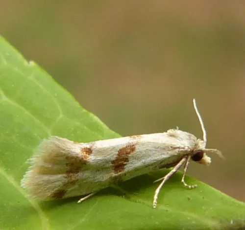 Aethes beatricella