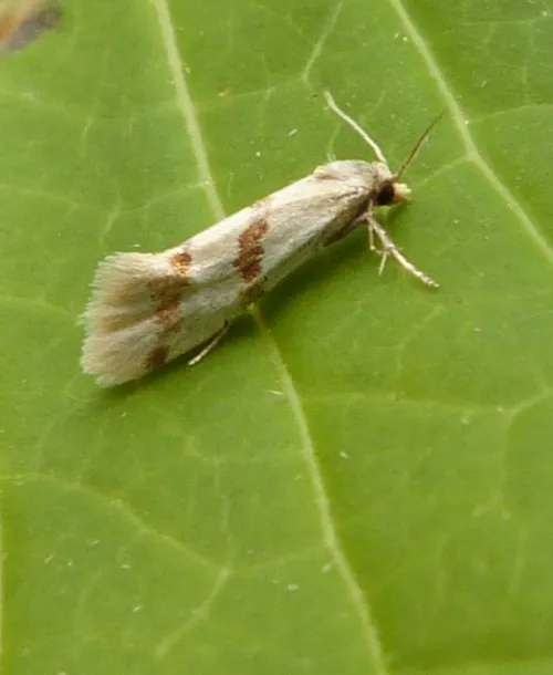Aethes beatricella - photo 2