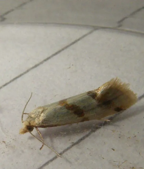 Aethes beatricella - photo 5