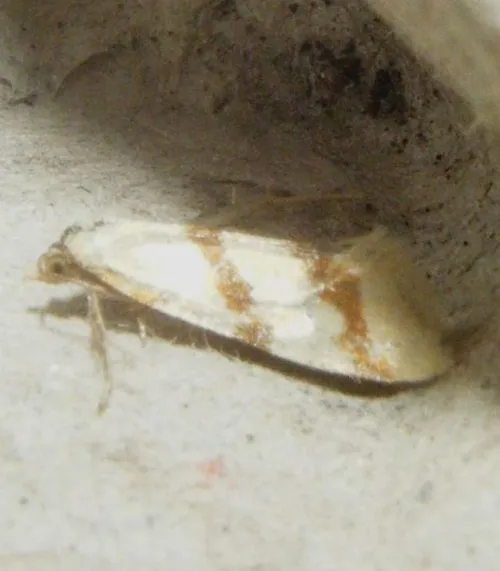 Aethes beatricella - photo 6