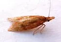Aethes biscana - Hodges#3755.1