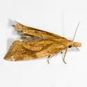 Aethes biscana - Hodges#3755.1 - photo 2
