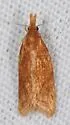 Aethes biscana - Hodges#3755.1 - photo 3