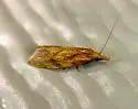 Aethes biscana - Hodges#3755.1 - photo 5