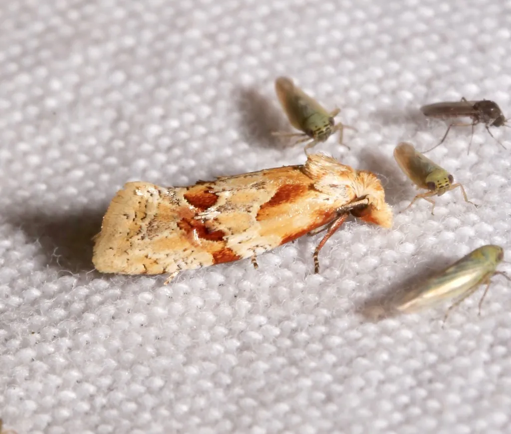 Aethes bomonana - Hodges#3755.2 - photo 2